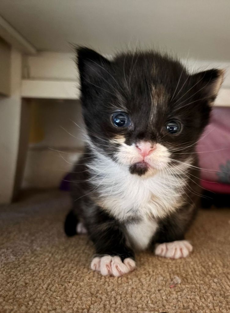 Kittens all females