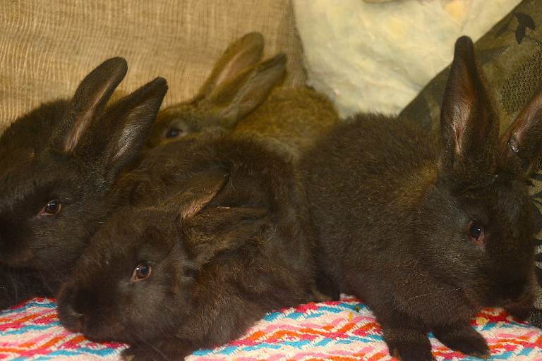 Continental giant rabbits 