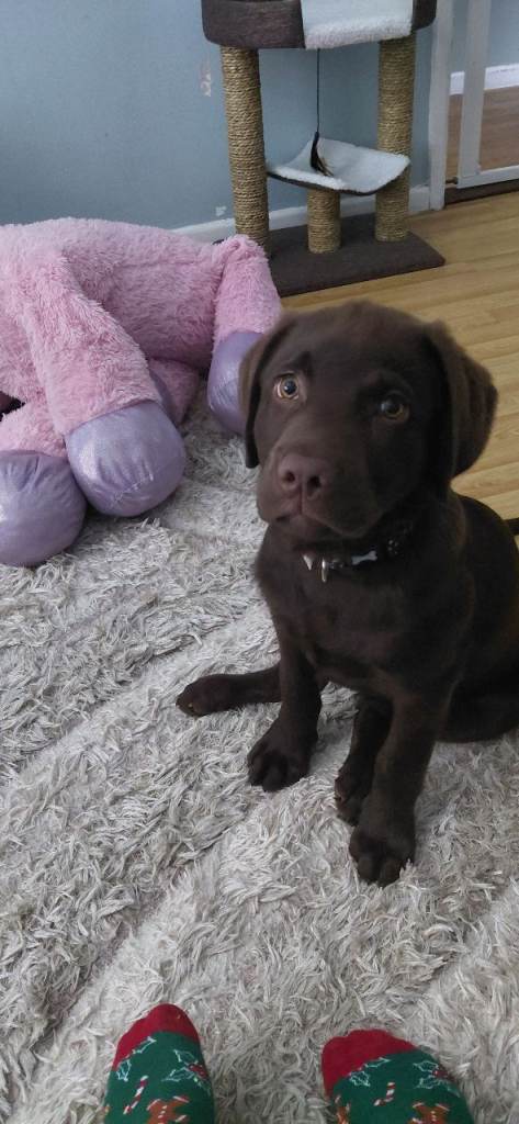 Chocolate labrador 