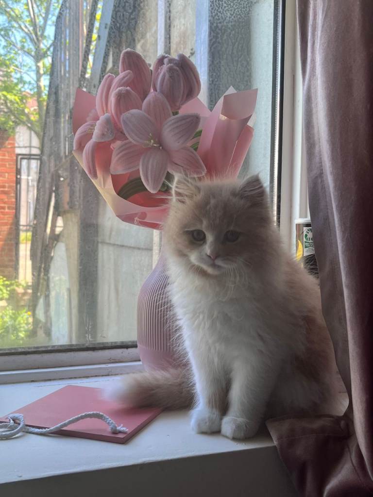 Beige/peachy male kitten