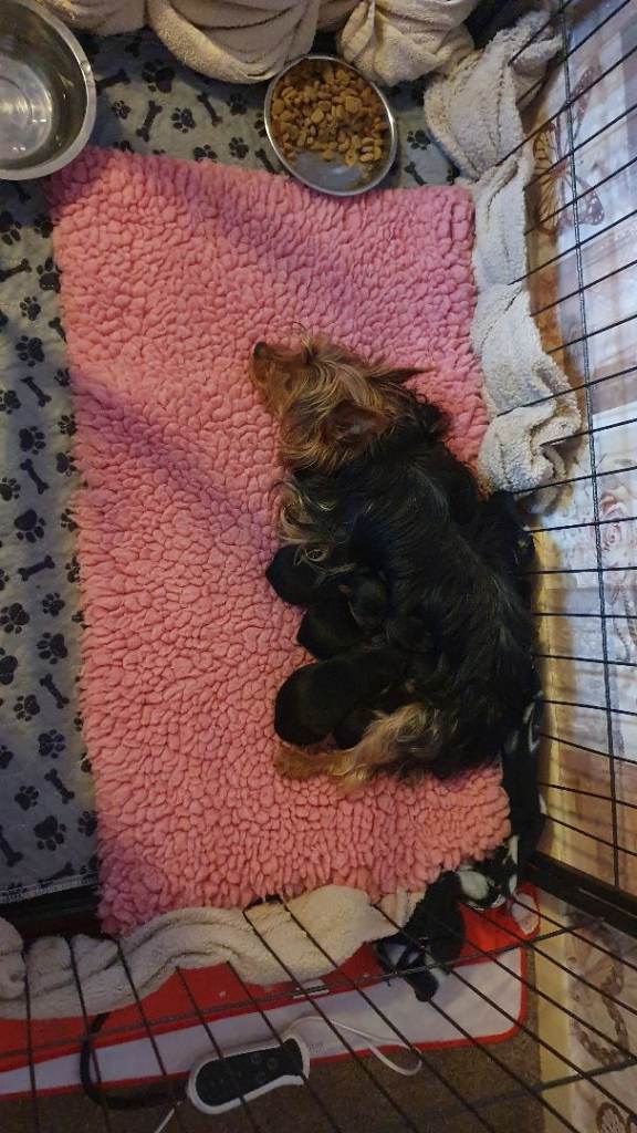 Yorkshire terrier puppies . 2 females left . Ready now 