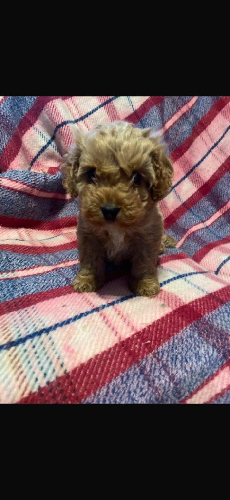 beautiful F1 toy cavapoo 