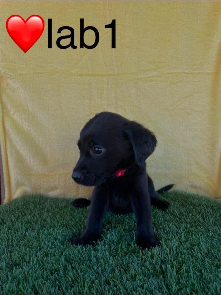 Stunning labradors Ready now 4 left