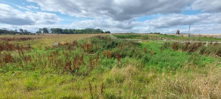 Grass free to cut & collect