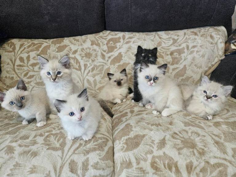 Fluffy Kittens