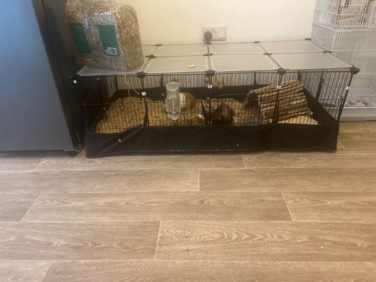 2 female guinea pigs 