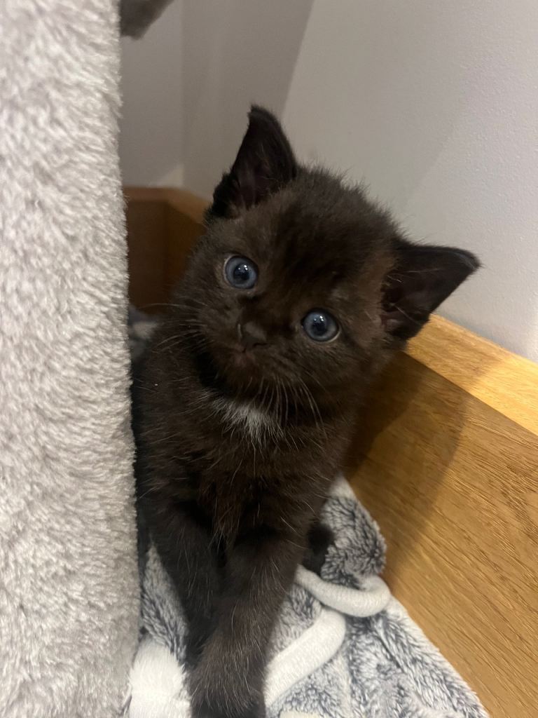 4x Pure British Shorthair kittens 