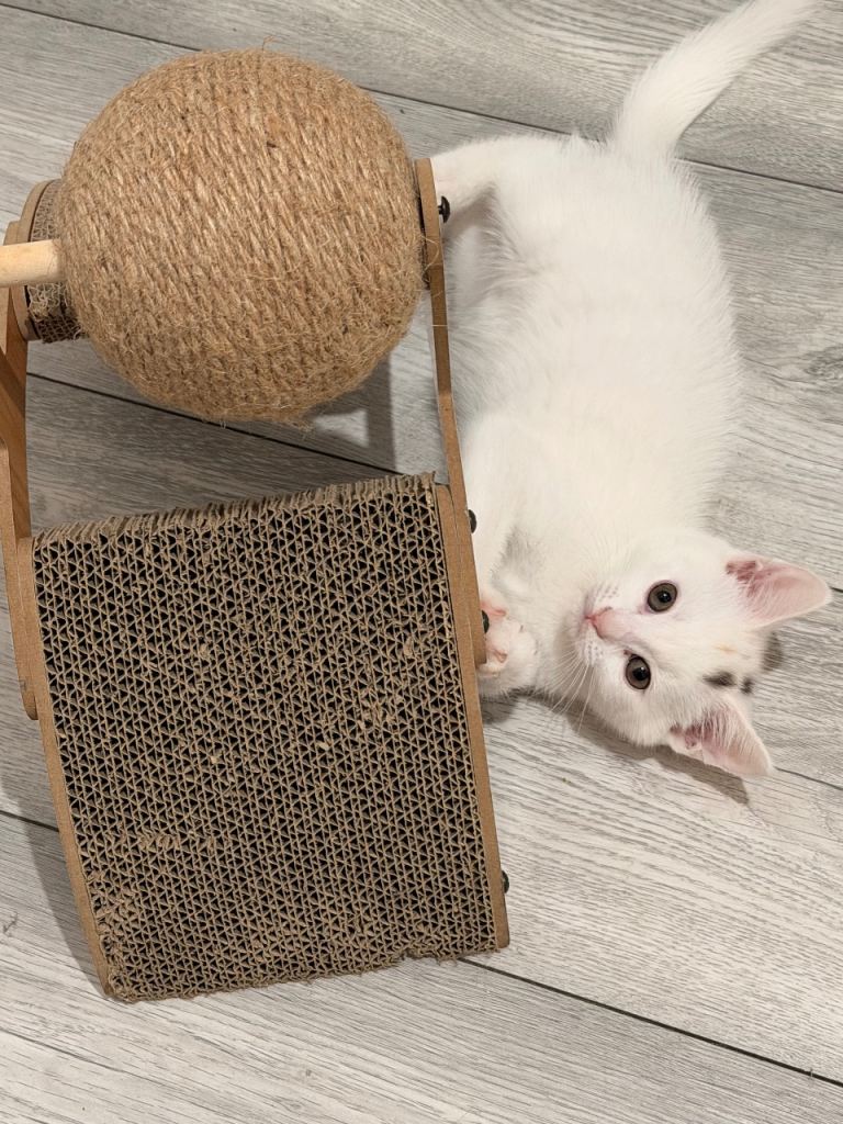 Kittens for sale
