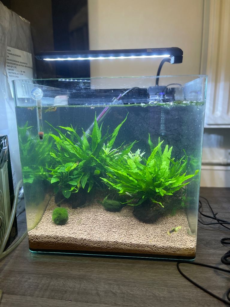 Aqua One Aspire Aquarium fish tank 55L with Real plants Tropical Fish and shrimps 