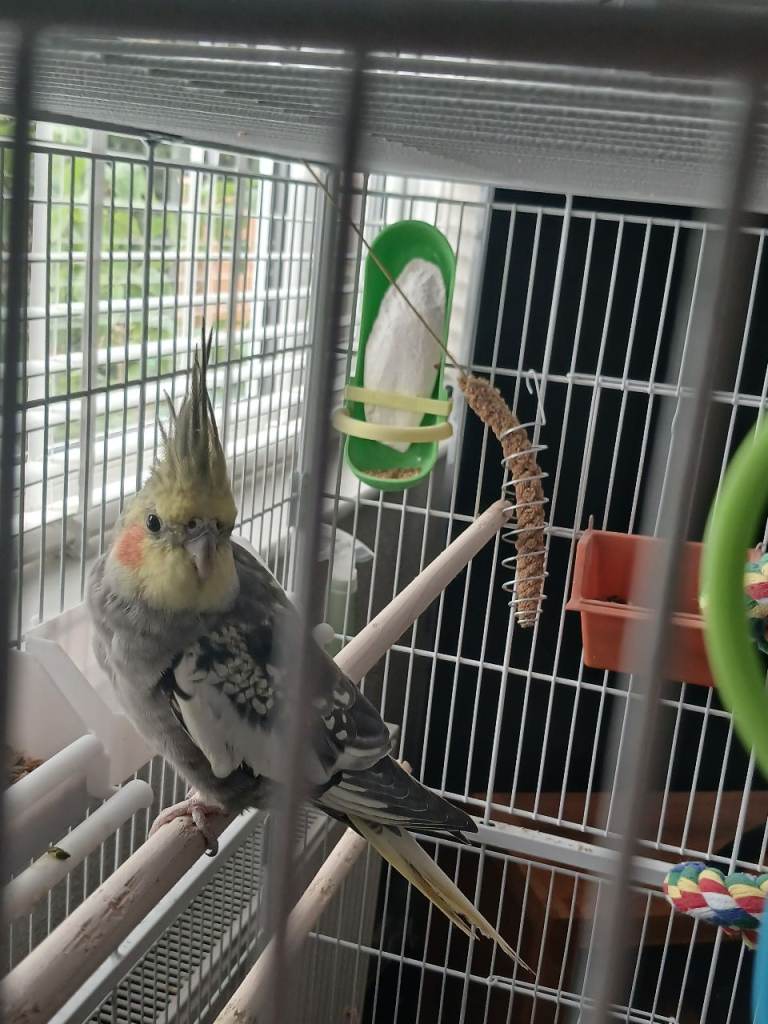 Male cockatiel  pluse cage 