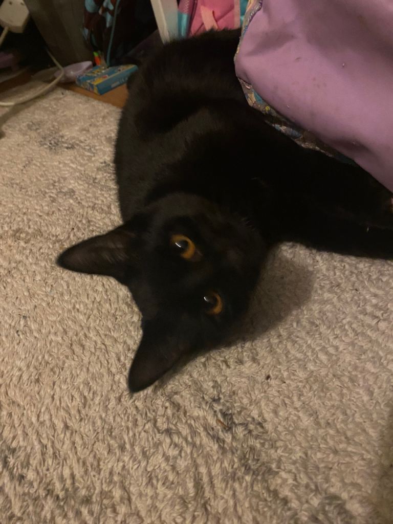 9 month old black kitten