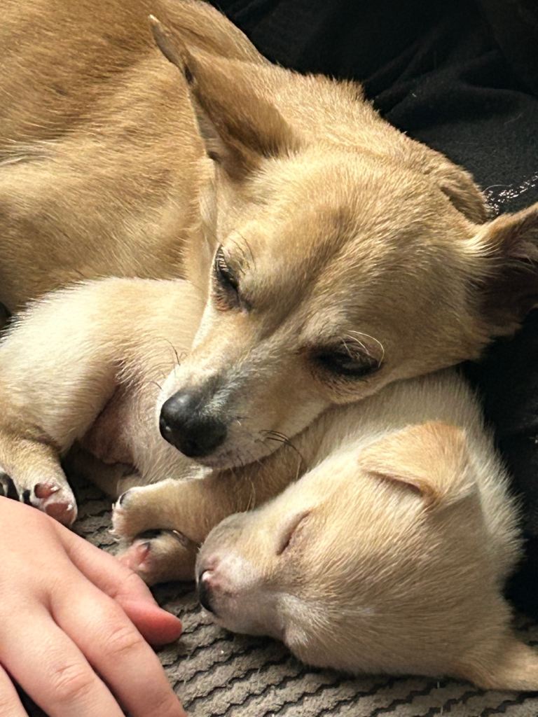 Chihuahua cross Jack Russell