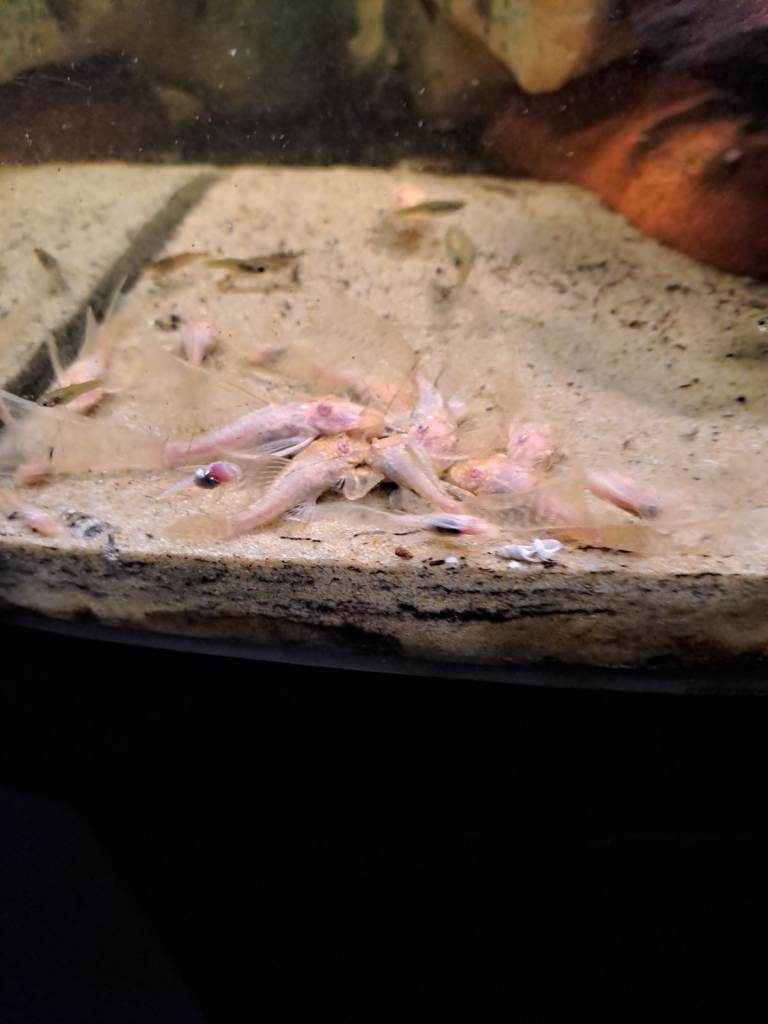 Endlers/plecos