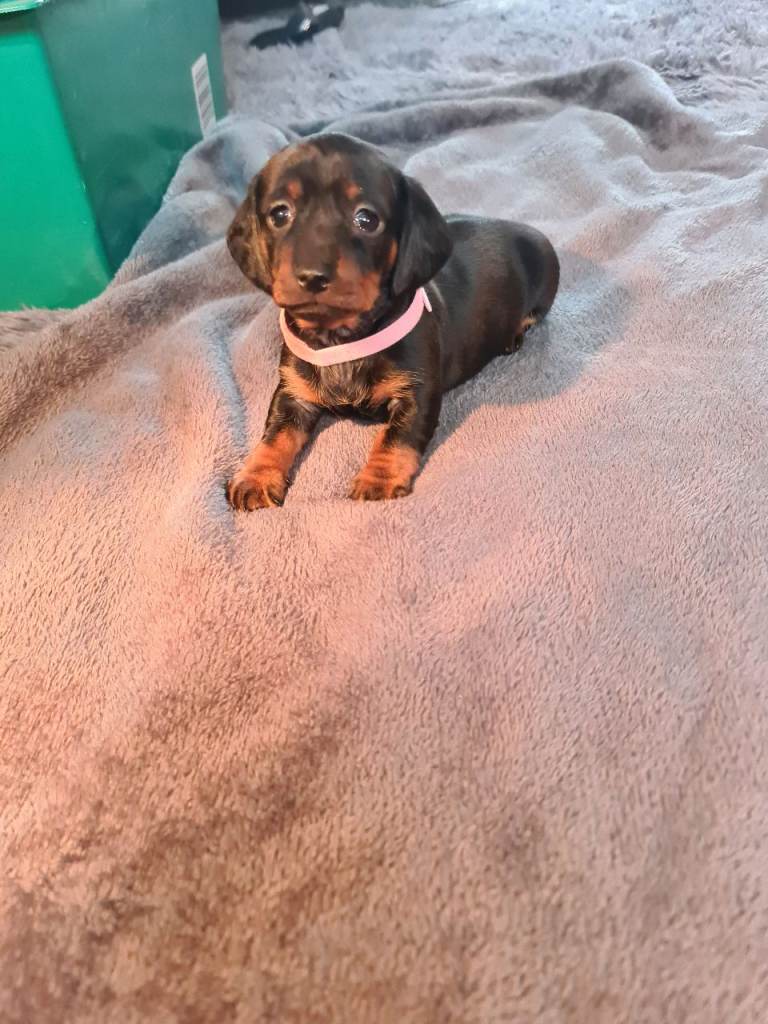 Miniature Dachshund KC registered Puppies ONLY 1 GIRL LEFT