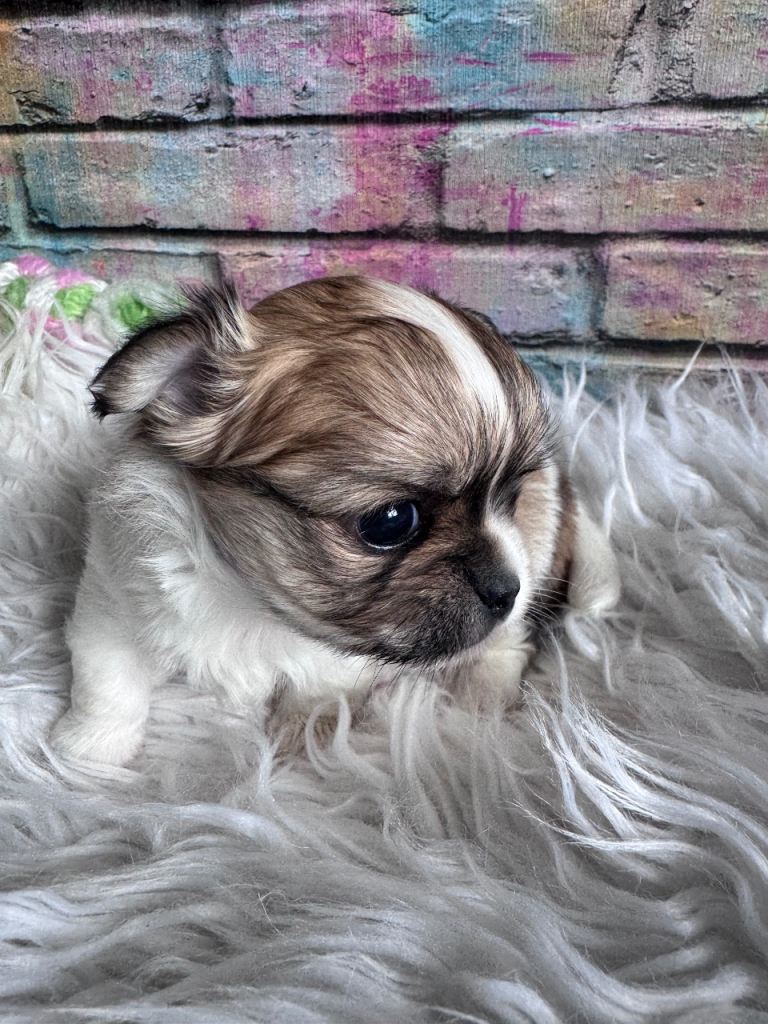 Long-haired Chihuahua girl 🐶💖