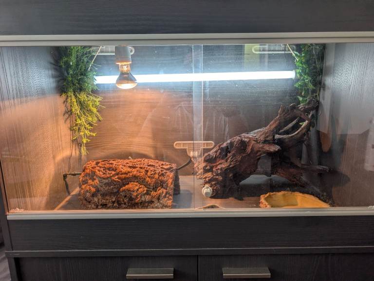 Bearded dragon vivarium