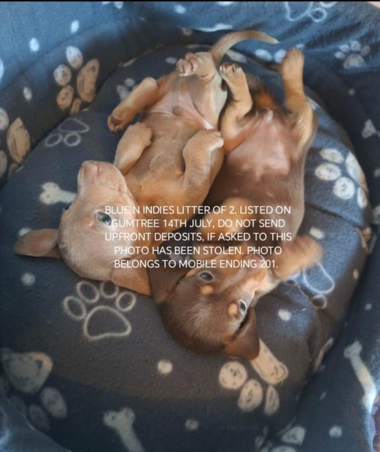 Mini dachshund pups litter of two 1 boy 1 girl