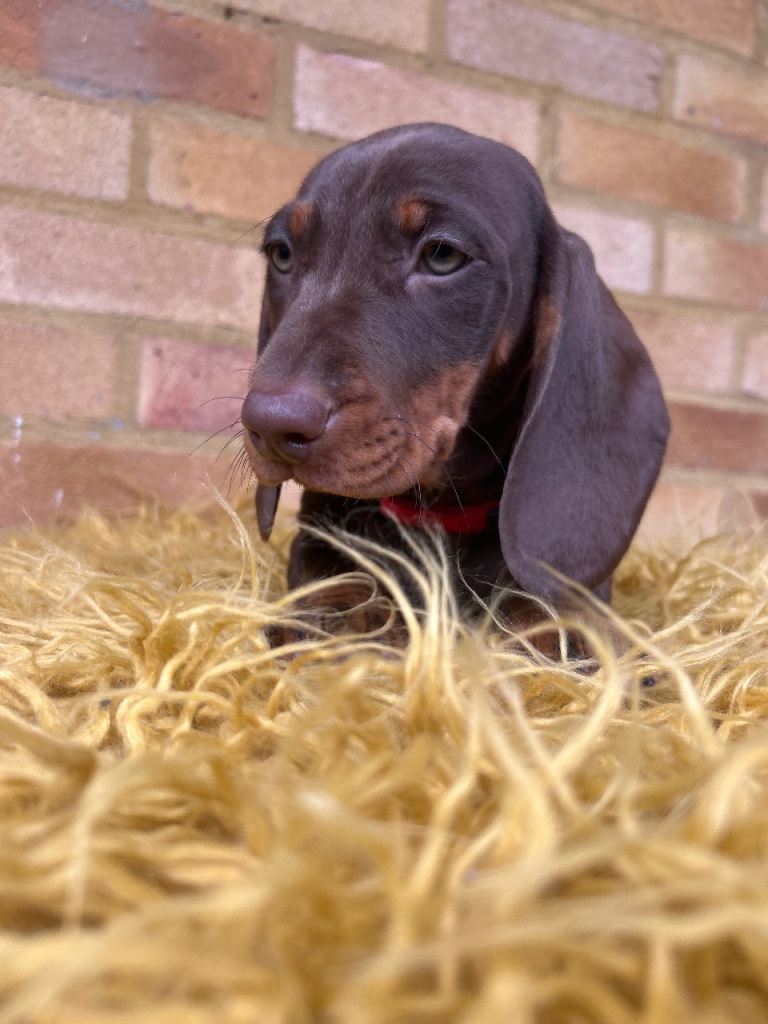 Last GIRL-Standard Dachshund 