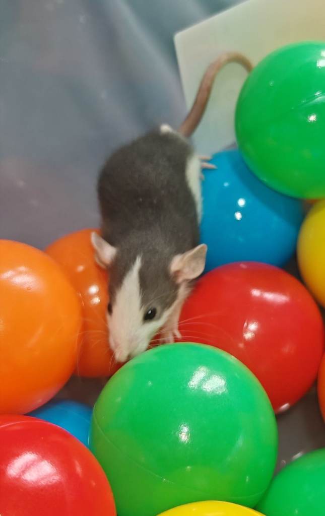 Gorgeous fancy dumbo rats for sale