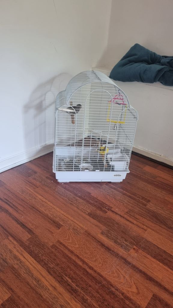 Two canary birds 