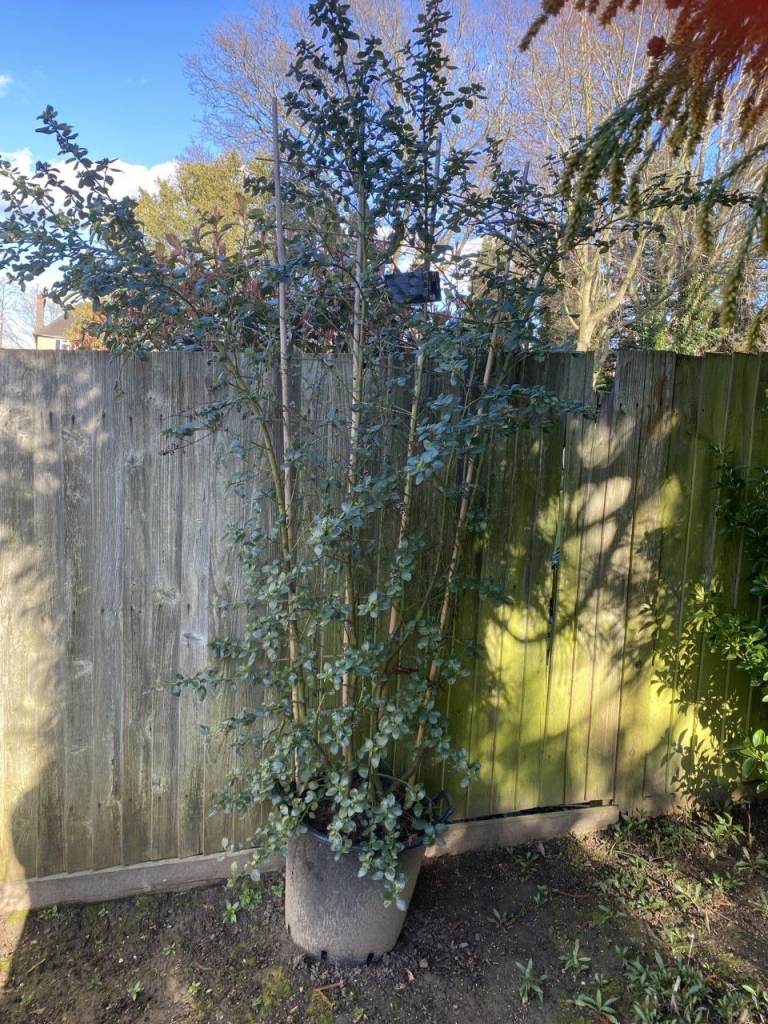 Simply Stunning Huge 9ft Ceanothus on huge Bamboo Frame