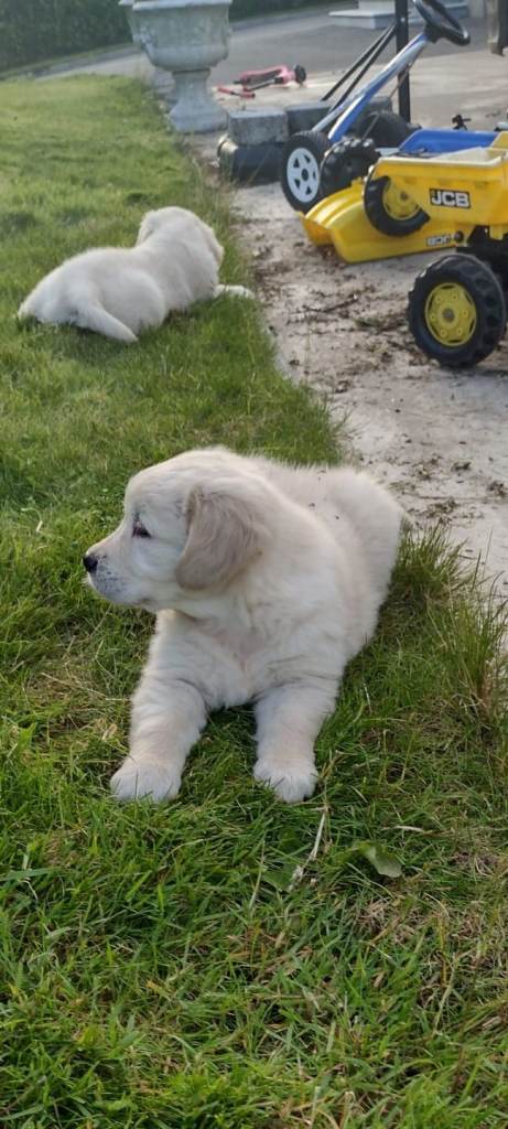 Golden Retriever Pups