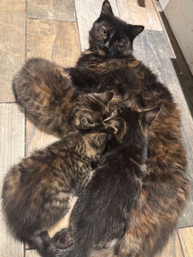 Adorable kittens looking for a new home