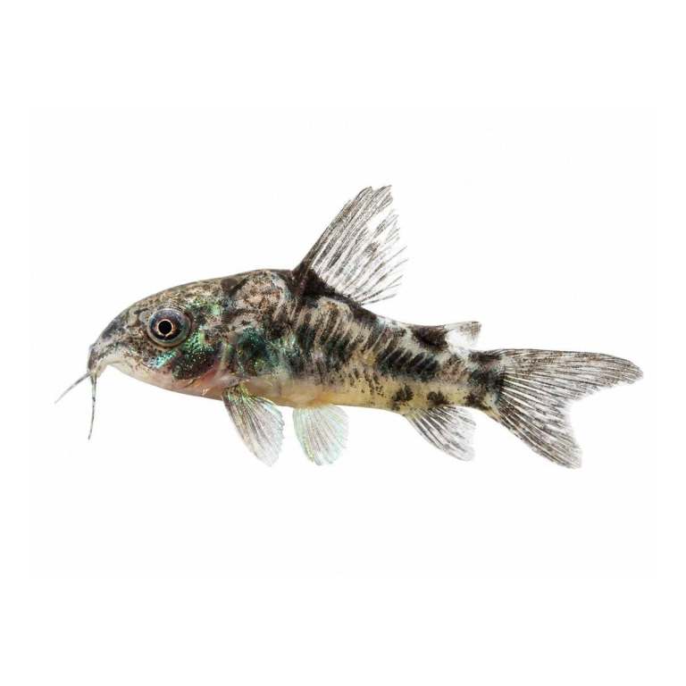 Young Dwarf Peppered Corydorus Fish for Sale
