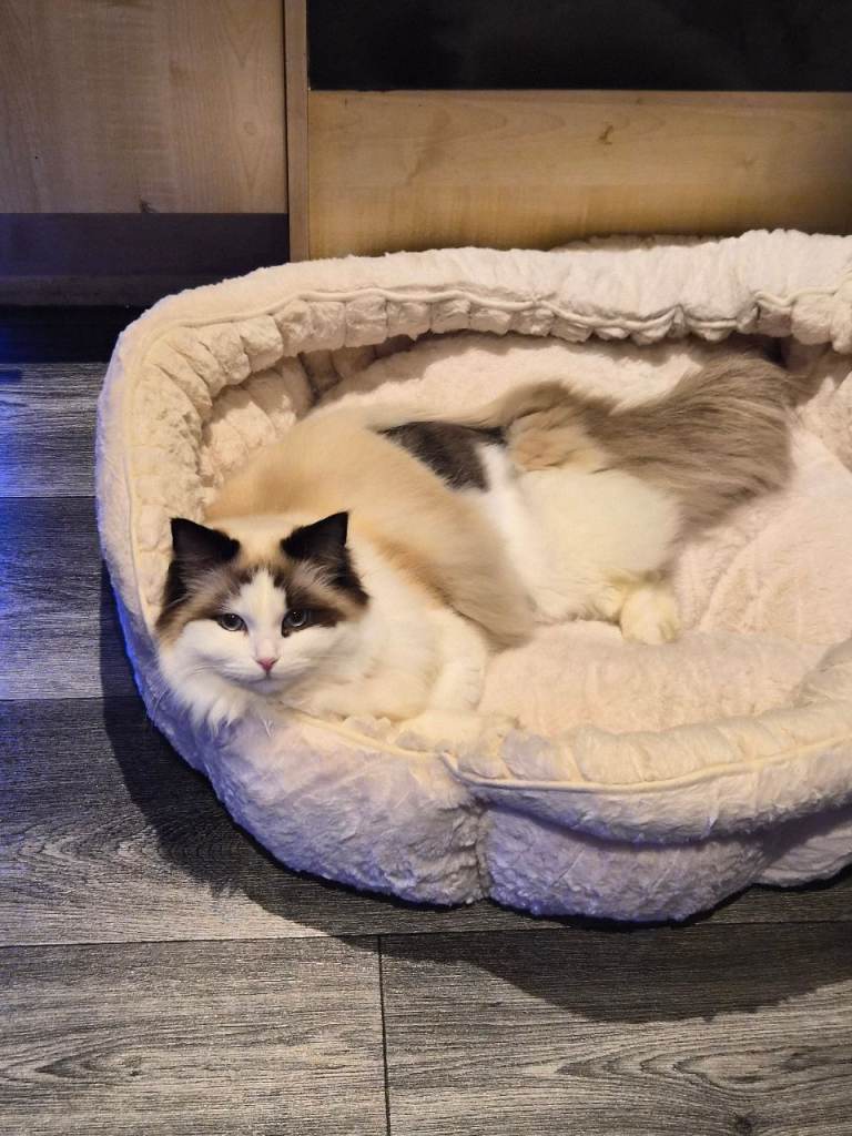 8 month old female bi colour ragdoll 