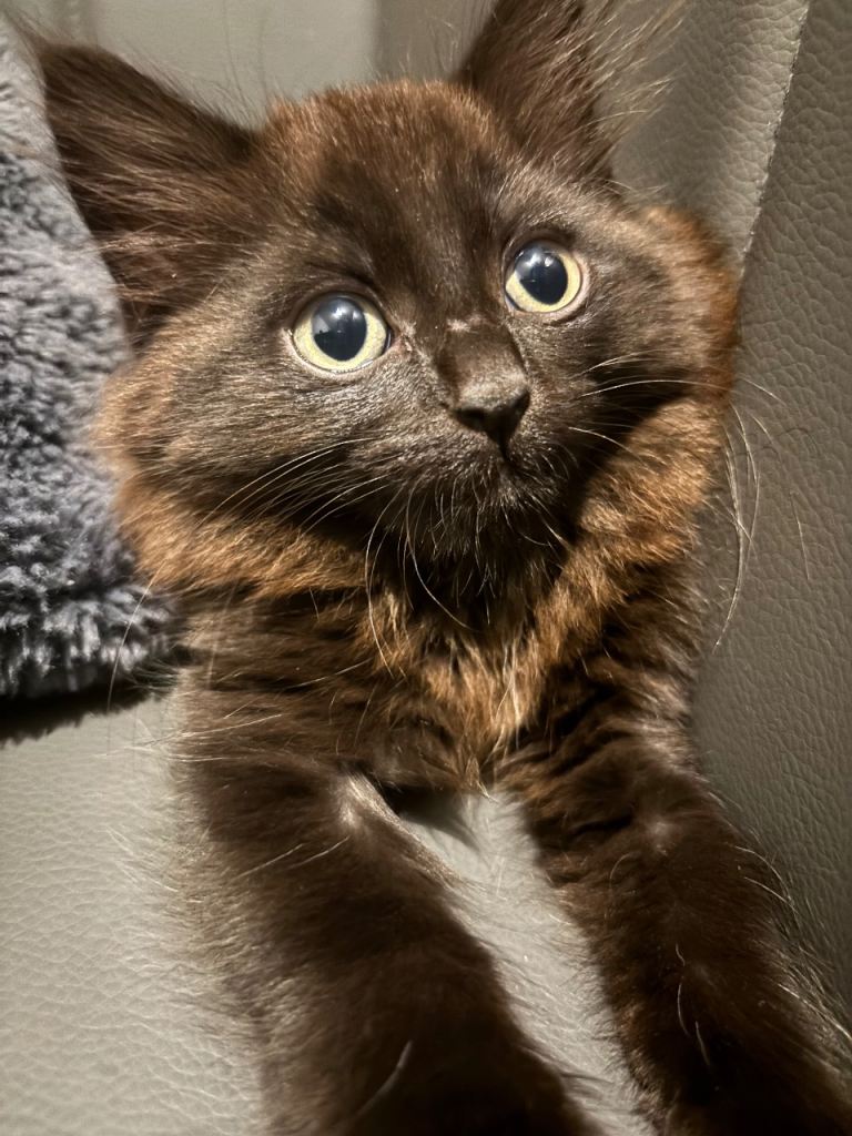 Kitten