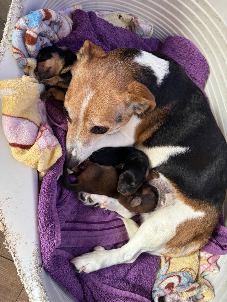 Jack Russell cross Dachshund puppies 