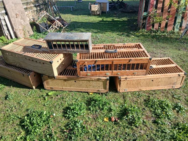 Pigeon Crates