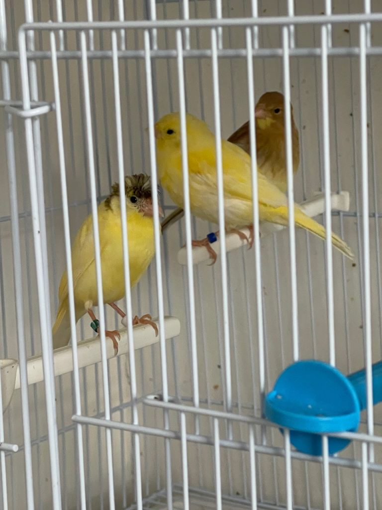 Canary Cage