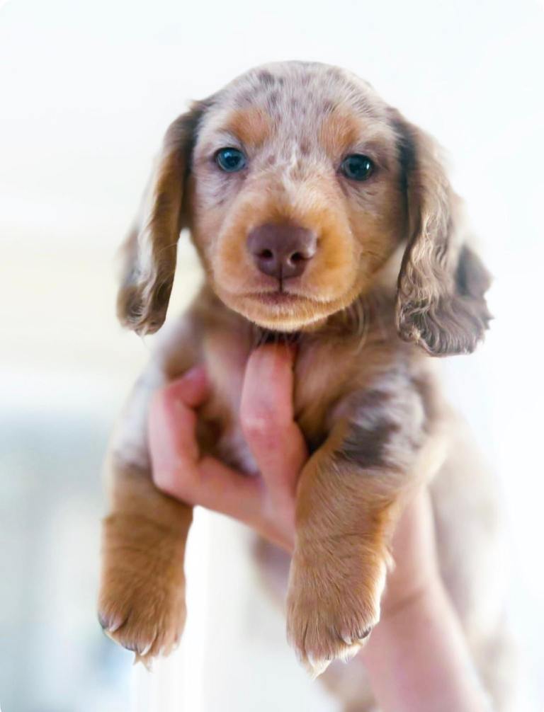 Miniature Dachshund chocolate dapple Boy