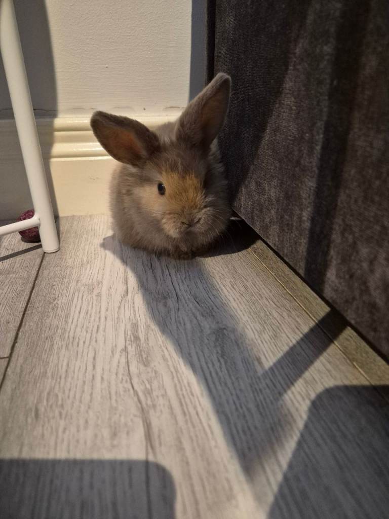 Mini Lop Rabbit