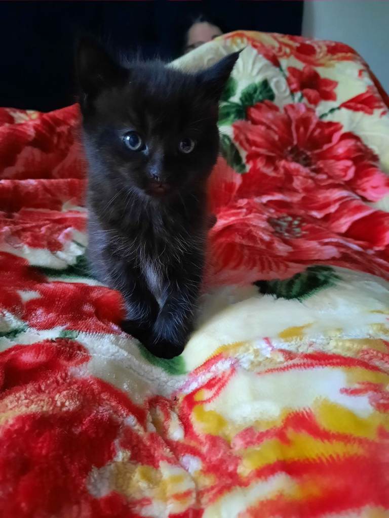 4 beautiful kittens for sale 