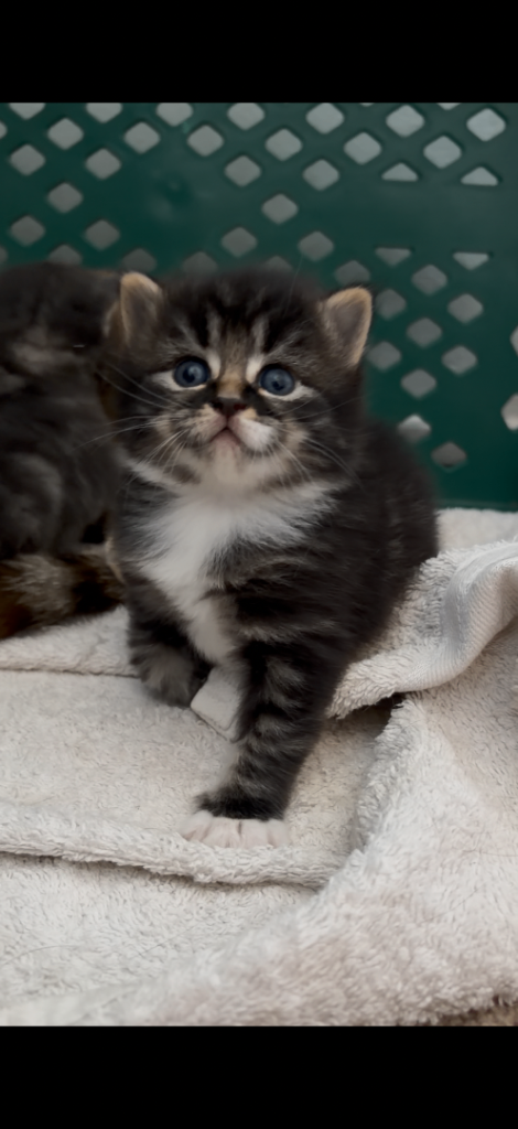 Boy and girl beautiful kittens