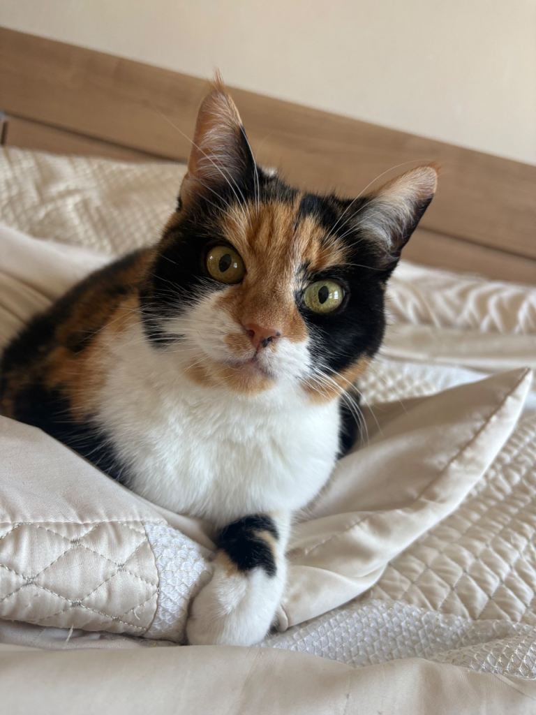 Female Cat 