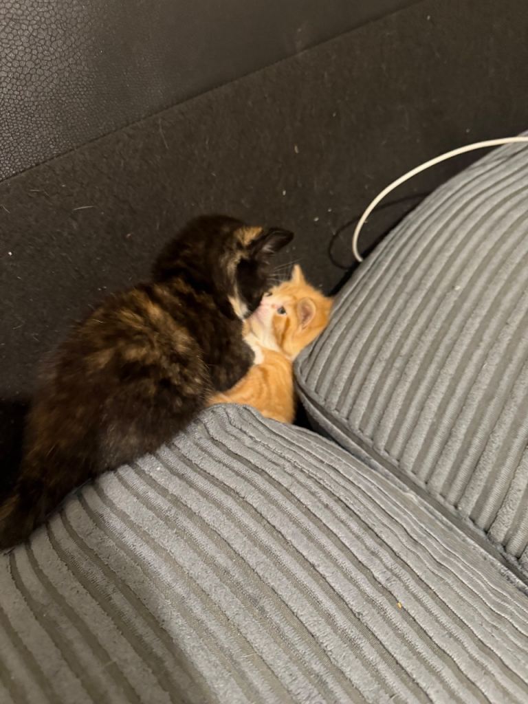 Kittens for sale in Depford area