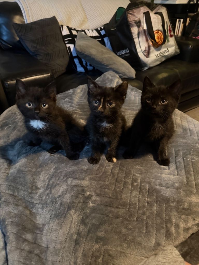 3 Black Kittens – 10 Weeks Old – 2 Girls & 1 Boy