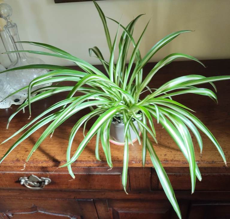 HEALTHY SPIDER PLANTS