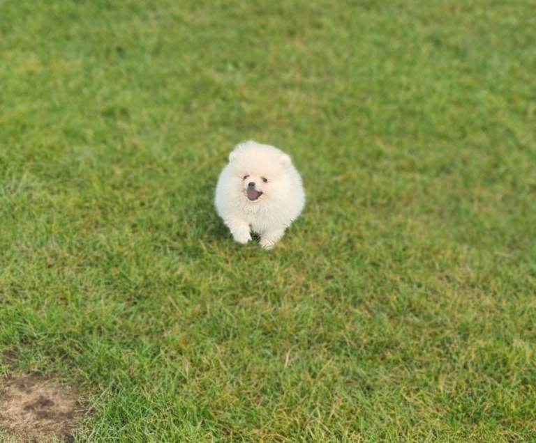 Gorgeous Teddy bear pomeranian puppies male