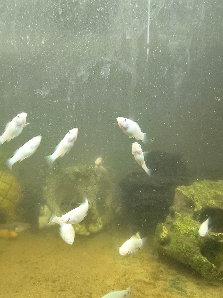Guppies and Mollies 