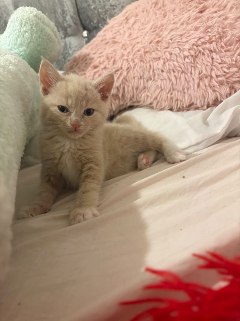 Last gorgeous cream kitten left!!🤍✨