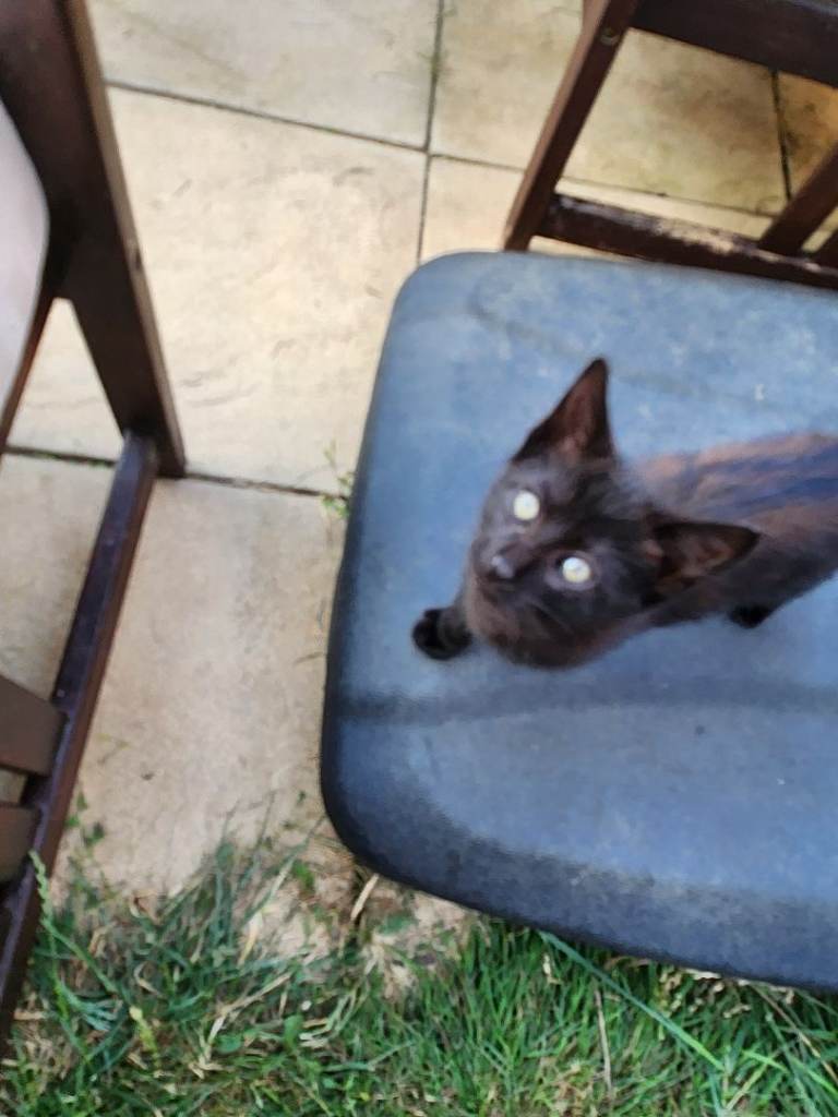 3 kittens, twin black ones, 8 wks old