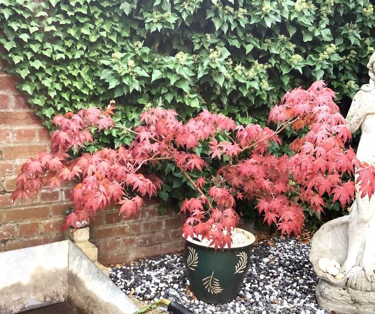 Japanese Maple Tree in Green Pot – Healthy Plant
