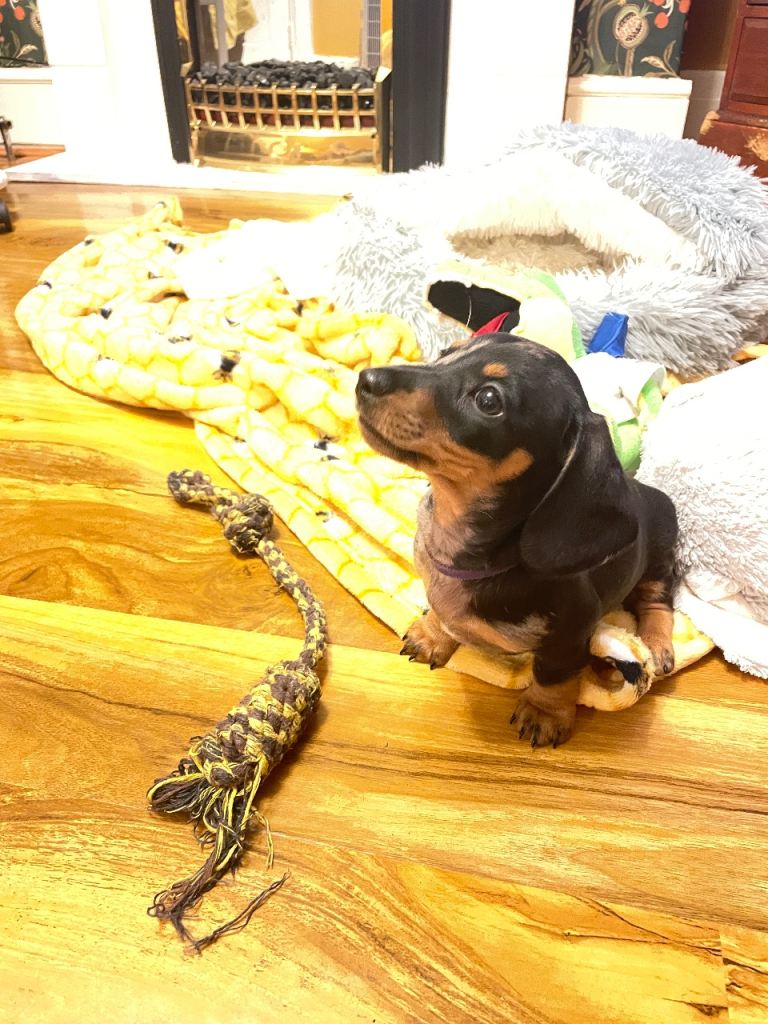 Miniature dachshund puppies ready to leave 6th February 2026