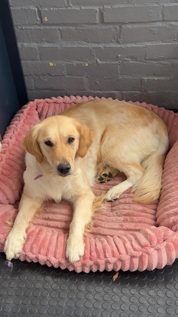 Golden retriever female