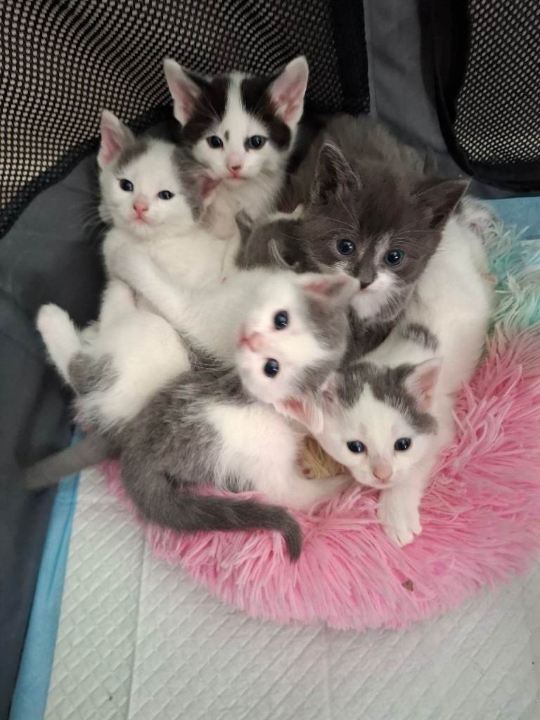 Kittens for sale £180