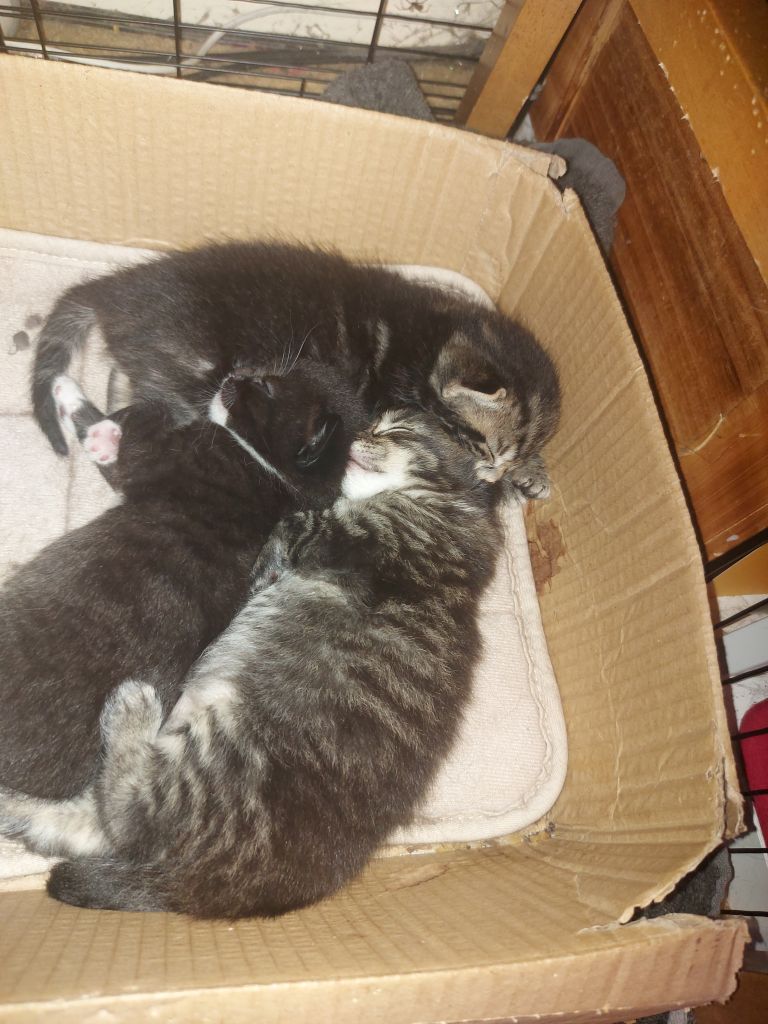 Kittens available Sept 11th
